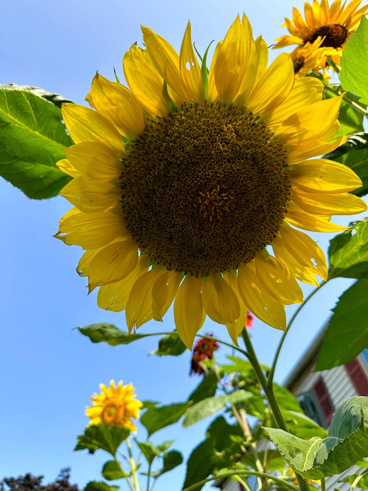 Mammoth Grey Stripe Sunflower Seeds - 75 Seeds, Helianthus Annuus, Giant 10-13" Yellow Flowers, Attracts Pollinators - Image 5