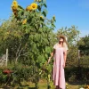 Mammoth Grey Stripe Sunflower Seeds - 75 Seeds, Helianthus Annuus, Giant 10-13" Yellow Flowers, Attracts Pollinators - Image 1