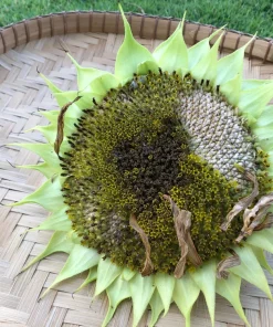 Mammoth Grey Stripe Sunflower Seeds - 75 Seeds, Helianthus Annuus, Giant 10-13