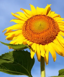 Mammoth Grey Stripe Sunflower Seeds - 75 Seeds, Helianthus Annuus, Giant 10-13