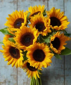 Mammoth Grey Stripe Sunflower Seeds – Giant Heirloom Variety – 15 Seed Pack - Image 2