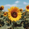Mammoth Grey Stripe Sunflower Seeds – Giant Heirloom Variety – 15 Seed Pack - Image 1