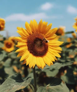 Mammoth Grey Stripe Sunflower Seeds – Giant Heirloom Variety – 15 Seed Pack - Image 1