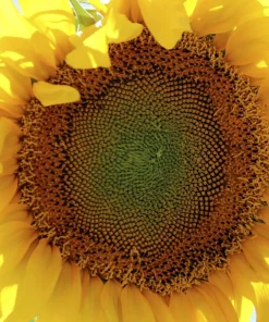 Mammoth Russian Sunflower Seeds - 10 Count, Giant Yellow Flowers, 7-8 ft Tall - Image 10
