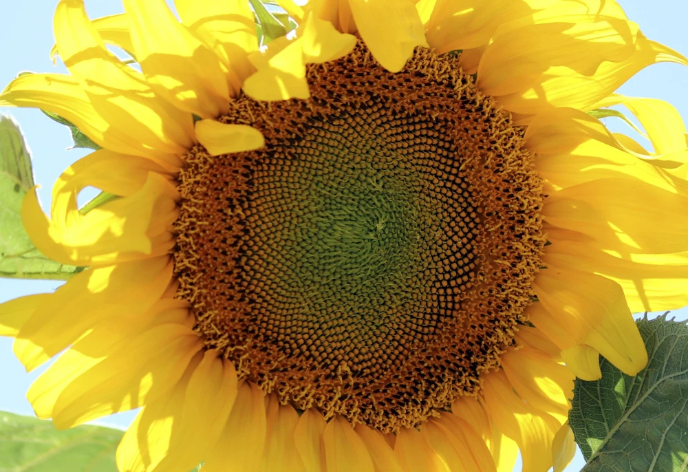 Mammoth Russian Sunflower Seeds - 10 Count, Giant Yellow Flowers, 7-8 ft Tall - Image 10