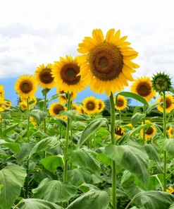 Mammoth Russian Sunflower Seeds - 10 Count, Giant Yellow Flowers, 7-8 ft Tall - Image 11