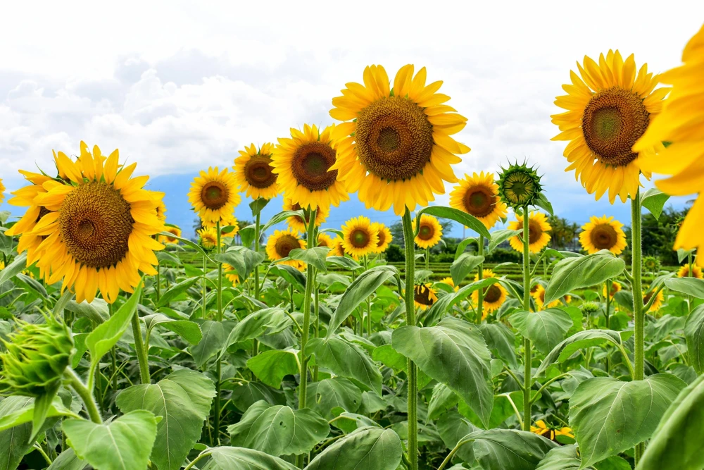 Mammoth Russian Sunflower Seeds - 10 Count, Giant Yellow Flowers, 7-8 ft Tall - Image 11