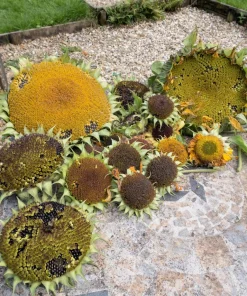 Mammoth Russian Sunflower Seeds - 10 Count, Giant Yellow Flowers, 7-8 ft Tall - Image 2