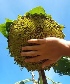 Mammoth Russian Sunflower Seeds - 10 Count, Giant Yellow Flowers, 7-8 ft Tall - Image 3