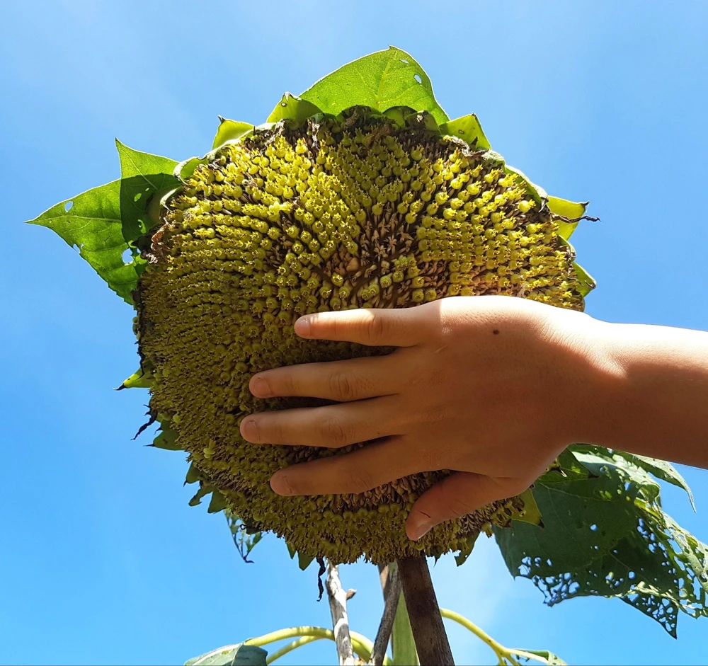Mammoth Russian Sunflower Seeds - 10 Count, Giant Yellow Flowers, 7-8 ft Tall - Image 3