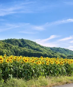 Mammoth Russian Sunflower Seeds - 10 Count, Giant Yellow Flowers, 7-8 ft Tall - Image 5