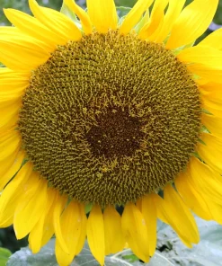 Mammoth Russian Sunflower Seeds - 10 Count, Giant Yellow Flowers, 7-8 ft Tall - Image 6
