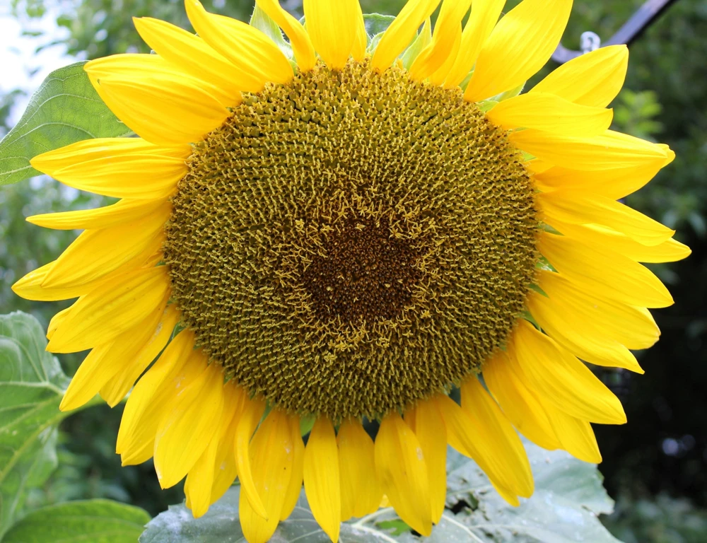 Mammoth Russian Sunflower Seeds - 10 Count, Giant Yellow Flowers, 7-8 ft Tall - Image 6