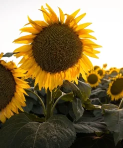 Mammoth Russian Sunflower Seeds - 10 Count, Giant Yellow Flowers, 7-8 ft Tall - Image 7