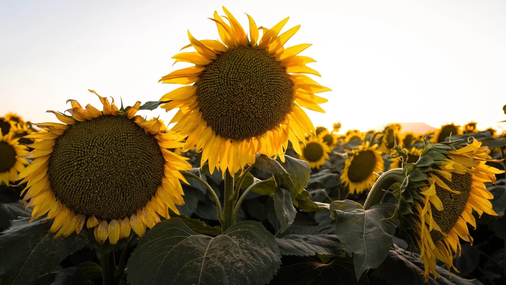 Mammoth Russian Sunflower Seeds - 10 Count, Giant Yellow Flowers, 7-8 ft Tall - Image 7