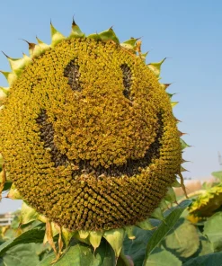 Mammoth Russian Sunflower Seeds - 10 Count, Giant Yellow Flowers, 7-8 ft Tall - Image 8