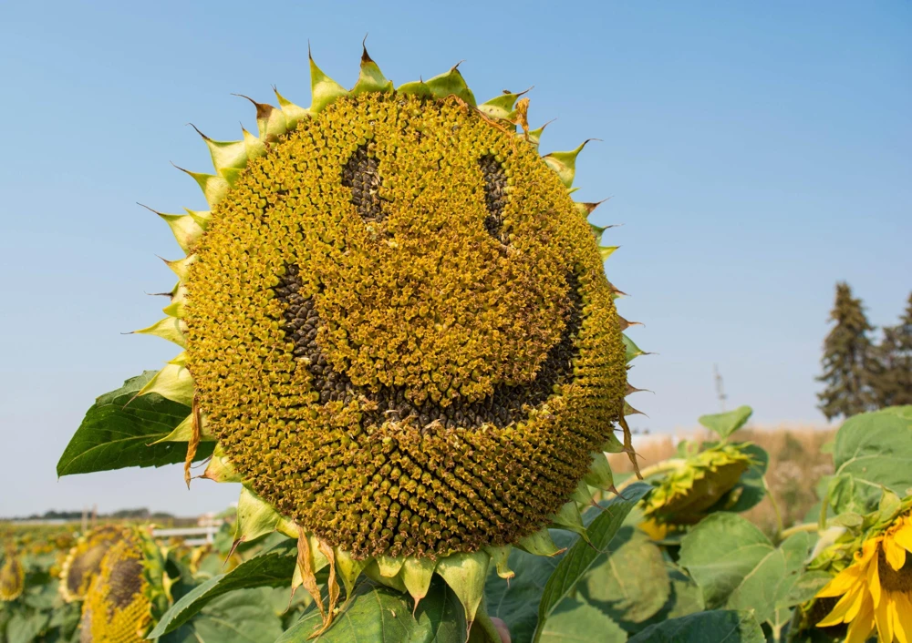 Mammoth Russian Sunflower Seeds - 10 Count, Giant Yellow Flowers, 7-8 ft Tall - Image 8