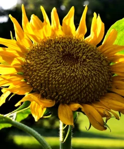 Mammoth Russian Sunflower Seeds - 10 Count, Giant Yellow Flowers, 7-8 ft Tall - Image 9