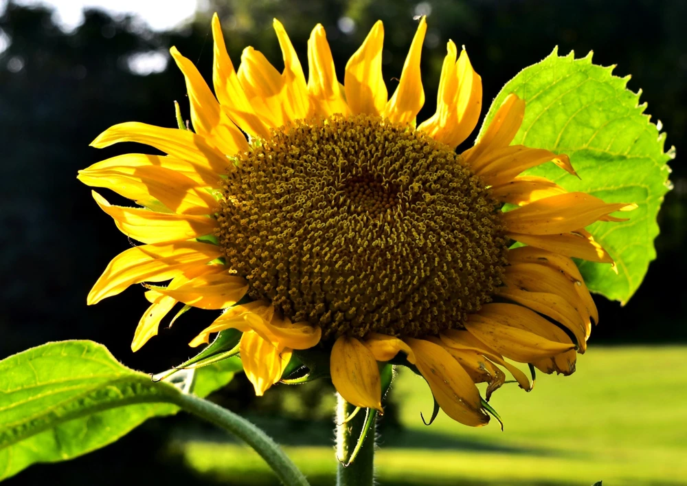 Mammoth Russian Sunflower Seeds - 10 Count, Giant Yellow Flowers, 7-8 ft Tall - Image 9