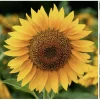 Mammoth Sunflower Live Plant – Giant Garden Outdoor Sunflowers - Image 1
