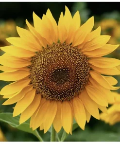Mammoth Sunflower Live Plant – Giant Garden Outdoor Sunflowers - Image 1