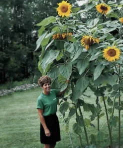 Mammoth Sunflower Live Plant – Giant Garden Outdoor Sunflowers - Image 2