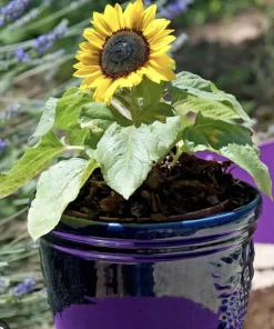 Mammoth Sunflower Live Plant – Giant Garden Outdoor Sunflowers - Image 3
