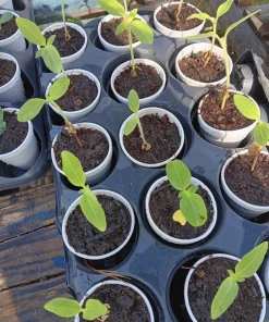 Mammoth Sunflower Live Plant – Giant Garden Outdoor Sunflowers - Image 4