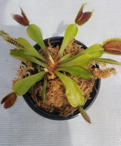 Mammoth Venus Flytrap Live Plant - Adult Sized Carnivorous Plant, 3 inch pot, Indoor/Outdoor - Image 1
