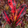 Mammy Croton Live Plant – Codiaeum Variegatum – 4-inch Pot – Indoor/Outdoor Foliage - Image 1