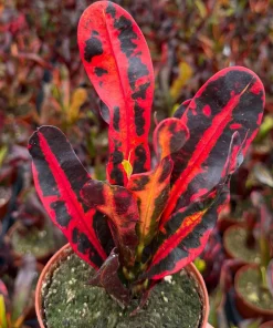 Mammy Croton Live Plant – Codiaeum Variegatum – 4-inch Pot – Indoor/Outdoor Foliage - Image 1