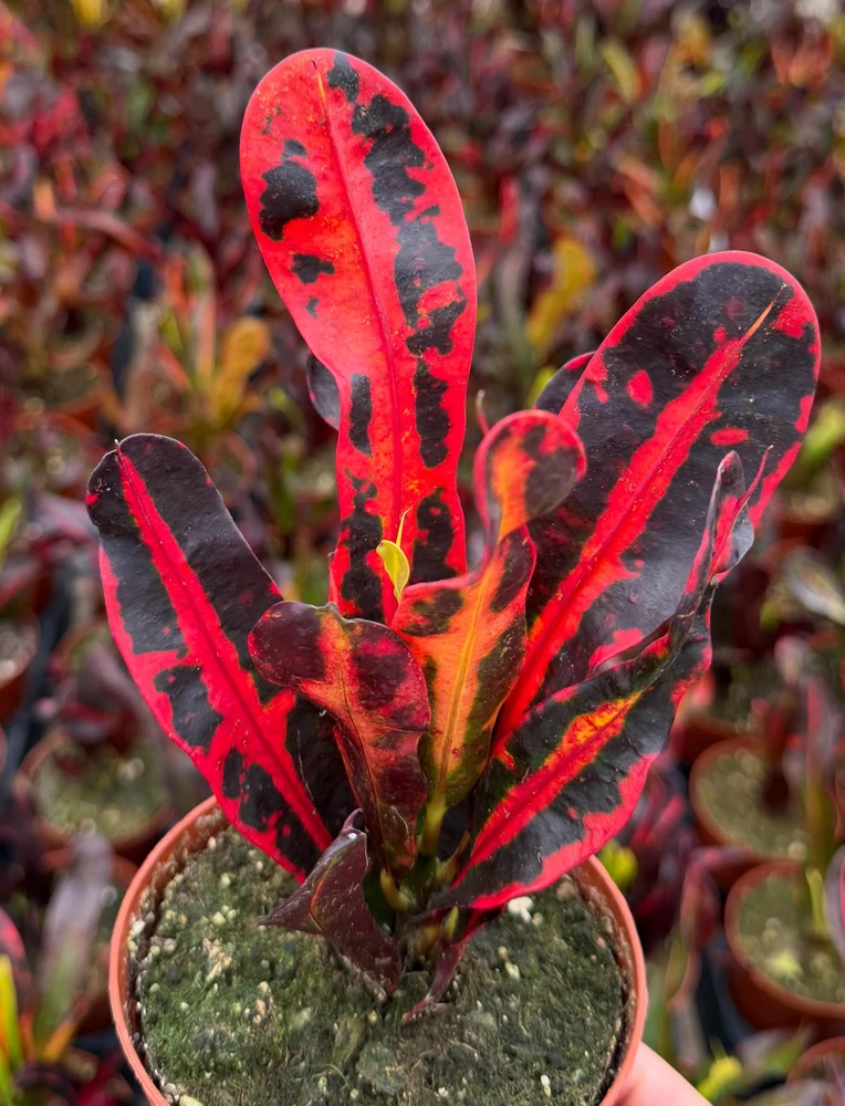Mammy Croton Live Plant – Codiaeum Variegatum – 4-inch Pot – Indoor/Outdoor Foliage - Image 1