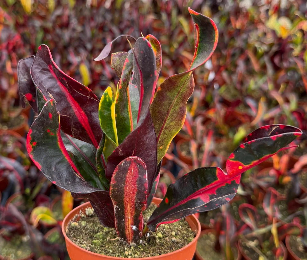 Mammy Croton Live Plant – Codiaeum Variegatum – 4-inch Pot – Indoor/Outdoor Foliage - Image 2