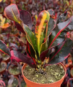 Mammy Croton Live Plant – Codiaeum Variegatum – 4-inch Pot – Indoor/Outdoor Foliage - Image 3