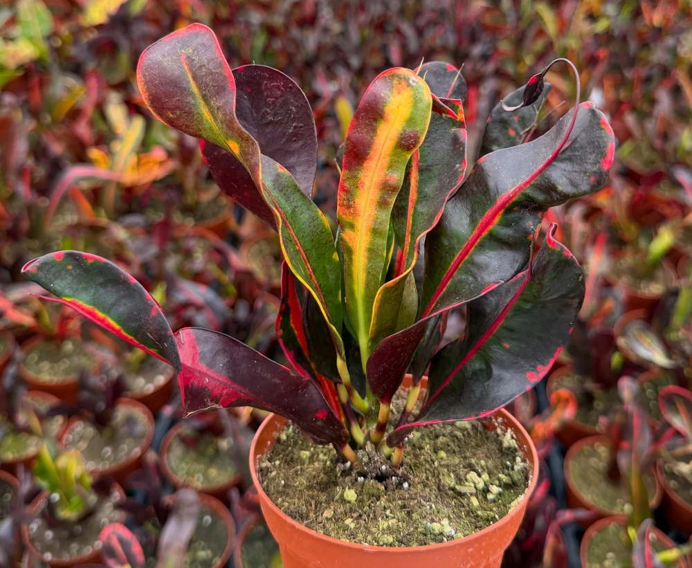 Mammy Croton Live Plant – Codiaeum Variegatum – 4-inch Pot – Indoor/Outdoor Foliage - Image 3