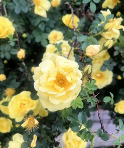 Manchu Rose Seeds - Rosa Xanthina Yellow Hummingbird Flower Bush - 10 Seeds - Image 10