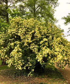 Manchu Rose Seeds - Rosa Xanthina Yellow Hummingbird Flower Bush - 10 Seeds - Image 2