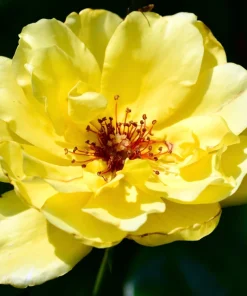 Manchu Rose Seeds - Rosa Xanthina Yellow Hummingbird Flower Bush - 10 Seeds - Image 3