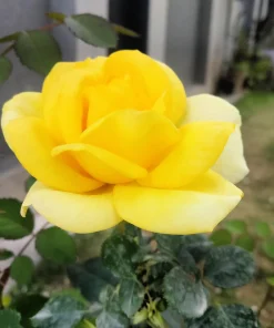 Manchu Rose Seeds - Rosa Xanthina Yellow Hummingbird Flower Bush - 10 Seeds - Image 4