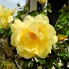 Manchu Rose Seeds - Rosa Xanthina Yellow Hummingbird Flower Bush - 10 Seeds - Image 1