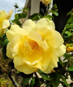 Manchu Rose Seeds - Rosa Xanthina Yellow Hummingbird Flower Bush - 10 Seeds - Image 1