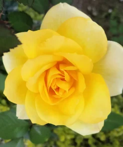Manchu Rose Seeds - Rosa Xanthina Yellow Hummingbird Flower Bush - 10 Seeds - Image 5