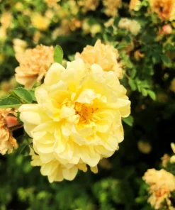 Manchu Rose Seeds - Rosa Xanthina Yellow Hummingbird Flower Bush - 10 Seeds - Image 6