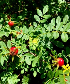 Manchu Rose Seeds - Rosa Xanthina Yellow Hummingbird Flower Bush - 10 Seeds - Image 7