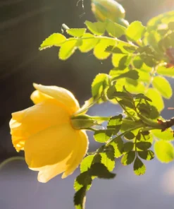 Manchu Rose Seeds - Rosa Xanthina Yellow Hummingbird Flower Bush - 10 Seeds - Image 8