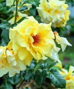 Manchu Rose Seeds - Rosa Xanthina Yellow Hummingbird Flower Bush - 10 Seeds - Image 9