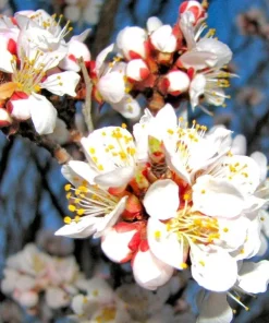 Manchurian Apricot Tree Seeds - 5 Prunus mandshurica Fruit Seeds, Zone 3-7 - Image 2