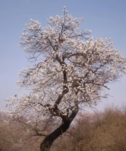 Manchurian Apricot Tree Seeds - 5 Prunus mandshurica Fruit Seeds, Zone 3-7 - Image 3