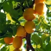 Manchurian Apricot Tree Seeds - 5 Prunus mandshurica Fruit Seeds, Zone 3-7 - Image 1