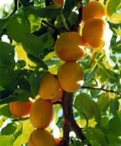 Manchurian Apricot Tree Seeds - 5 Prunus mandshurica Fruit Seeds, Zone 3-7 - Image 1